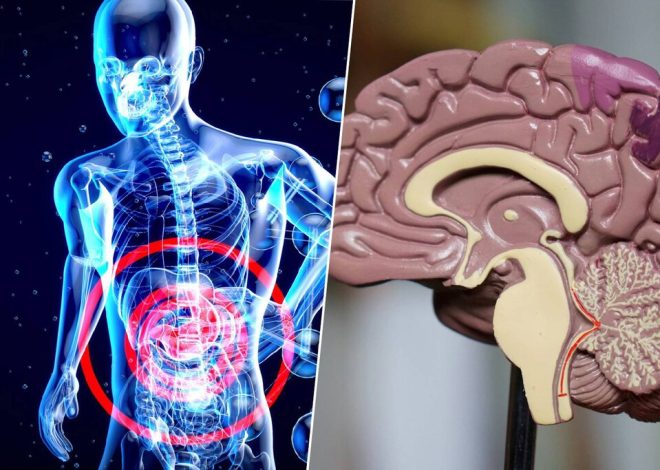 El cuerpo avisa del alzhéimer mucho antes que el cerebro. La pista está en el intestino