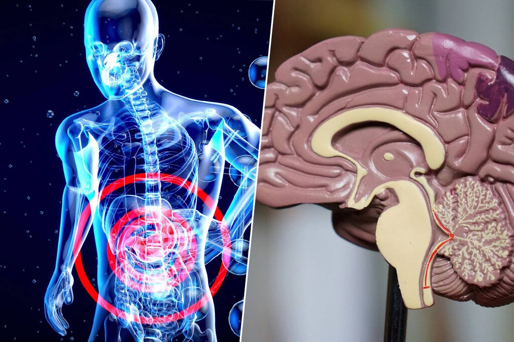 El cuerpo avisa del alzhéimer mucho antes que el cerebro. La pista está en el intestino